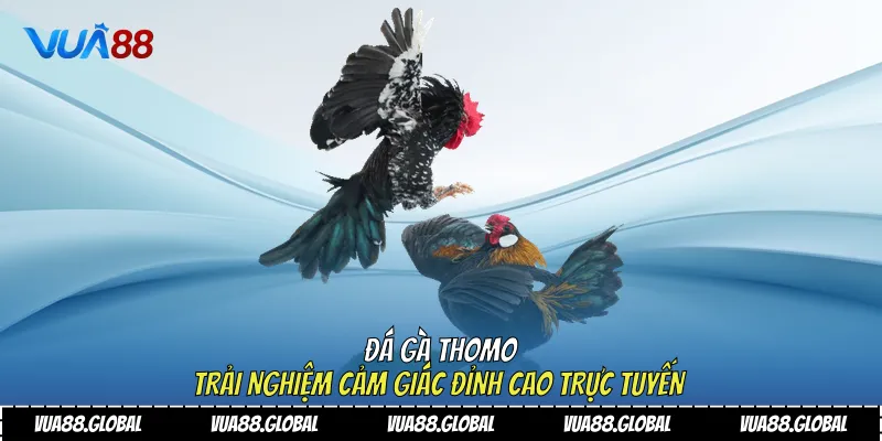 Đá Gà Thomo Trải Nghiệm Cảm Giác Đỉnh Cao Trực Tuyến 3 Đá gà Thomo