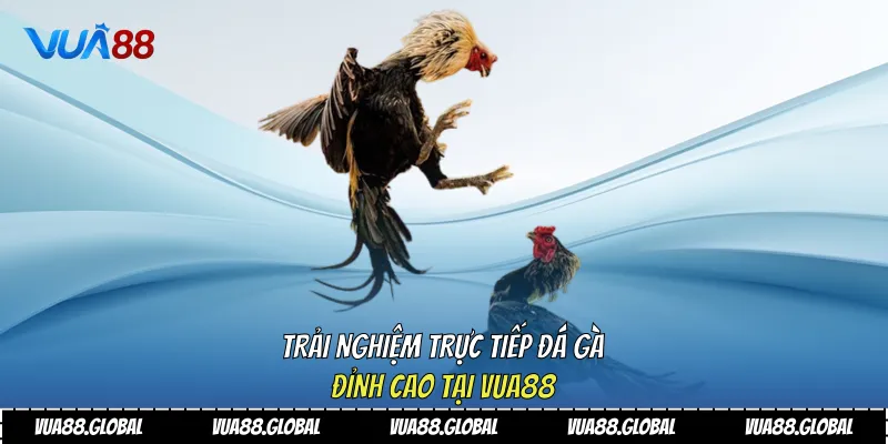 Trải Nghiệm Trực Tiếp Đá Gà Đỉnh Cao Tại Vua88 4 Trực tiếp đá gà